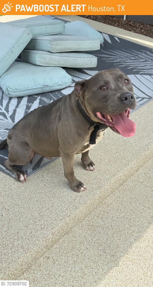 Found/Stray Male Dog last seen Woodshire Subdivision off Stella Link, Houston, TX 77025, Houston, TX 77025