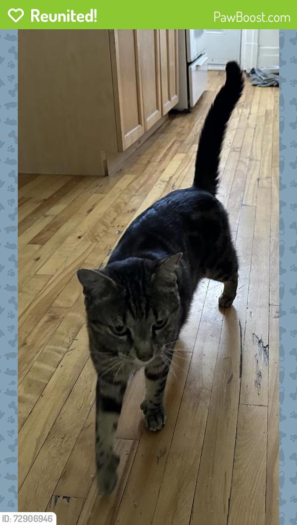 Reunited Male Cat last seen Christophe-Colomb/Laurier, Montréal, QC H2J 3H2