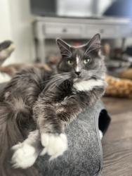 Reunited Male Cat last seen Alameda and fairmount , Denver, CO 80230