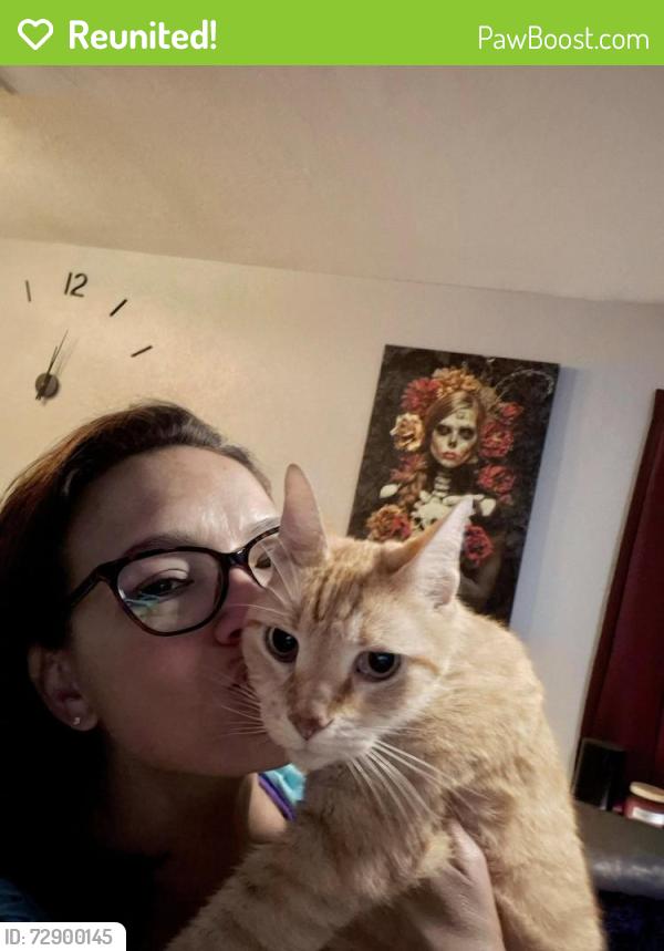 Reunited Male Cat last seen 38th Avenue & 21st Street North, St. Petersburg, FL 33714