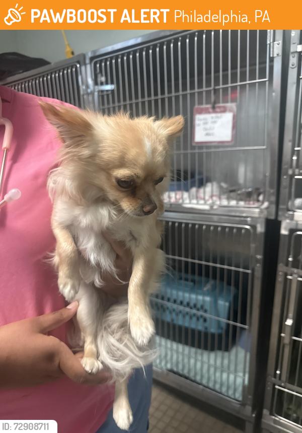 Found/Stray Female Dog last seen Shelmire, Philadelphia, PA 19136