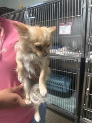 Found/Stray Female Dog last seen Shelmire, Philadelphia, PA 19136