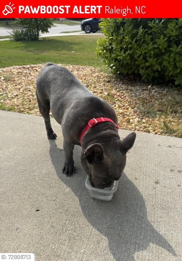 Lost Female Dog last seen neuse ests , Raleigh, NC 27601