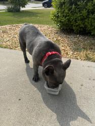 Lost Female Dog last seen neuse ests , Raleigh, NC 27601