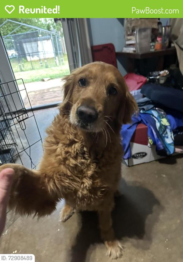 Reunited Female Dog last seen Harness Trl - Heritage Lakes Hwy 14 south of woodruff rd, Simpsonville, SC 29681