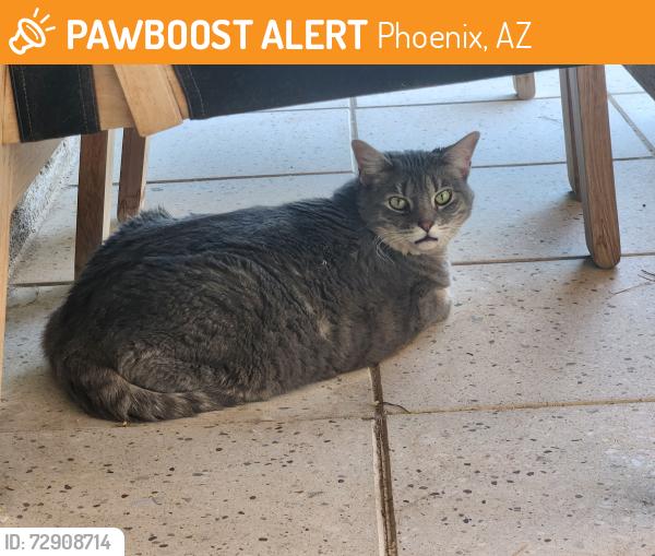 Found/Stray Unknown Cat last seen 32nd Street and Mountain View, Phoenix, AZ 85028