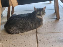 Found/Stray Unknown Cat last seen 32nd Street and Mountain View, Phoenix, AZ 85028