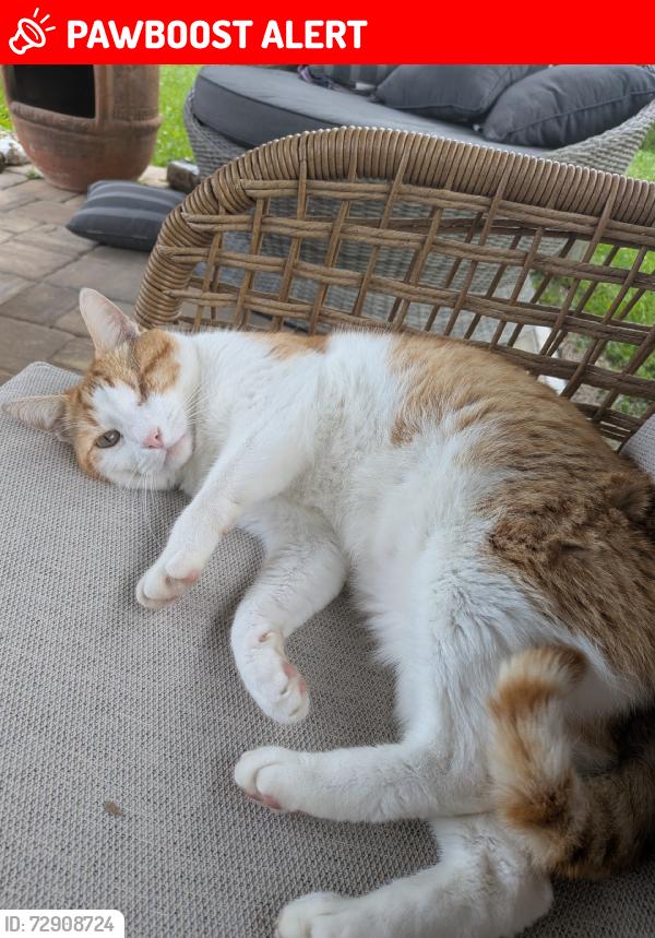 Lost Male Cat last seen Crestwood Blvd, Royal Palm Beach, FL 33411