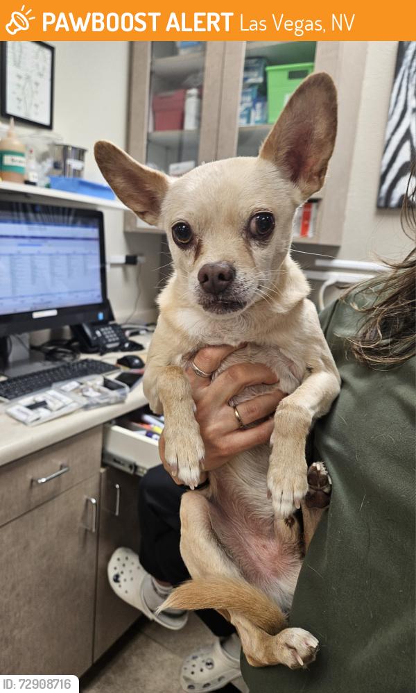 Found/Stray Male Dog last seen Near , Las Vegas, NV 89135