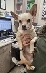 Found/Stray Male Dog last seen Near , Las Vegas, NV 89135