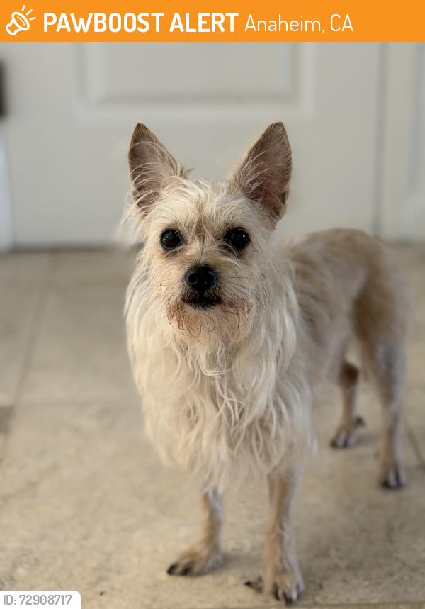 Found/Stray Female Dog last seen La palma, Anaheim , Anaheim, CA 92811