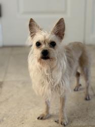 Found/Stray Female Dog last seen La palma, Anaheim , Anaheim, CA 92811