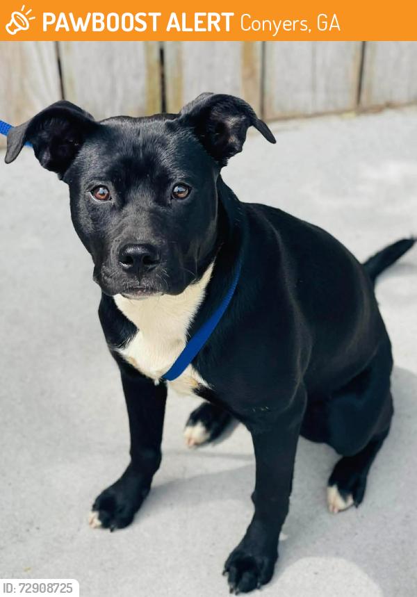 Found/Stray Unknown Dog last seen Located at Rockdale County Animal Service, 1506 Rockbridge Road, Conyers, GA 30012, Conyers, GA 30012