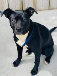 Found/Stray Unknown Dog last seen Located at Rockdale County Animal Service, 1506 Rockbridge Road, Conyers, GA 30012, Conyers, GA 30012