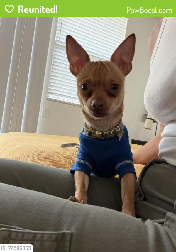 Reunited Male Dog last seen University of Southern California, Los Angeles, CA 90007