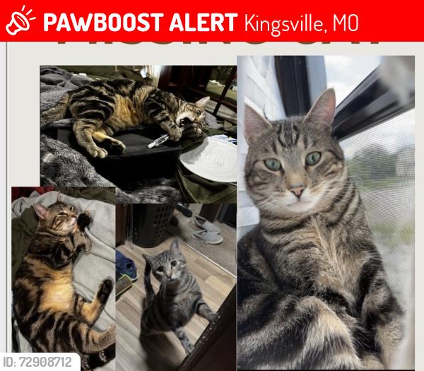 Lost Male Cat last seen Hwy W near 50, Kingsville, MO 64061