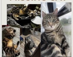Lost Male Cat last seen Hwy W near 50, Kingsville, MO 64061