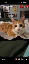 Reunited Male Cat last seen Near E Creedance Blvd, Phoenix, AZ 85024, USA, Phoenix, AZ 85024