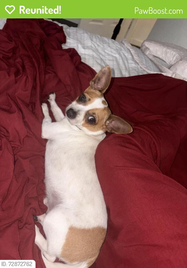 Reunited Male Dog last seen Se cruzó la calle del silla general por la calle de la gasolinera Phillips 66, St. Louis, MO 63121