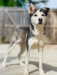 Found/Stray Unknown Dog last seen Located at Rockdale County Animal Service, 1506 Rockbridge Road, Conyers, GA 30012, Conyers, GA 30012