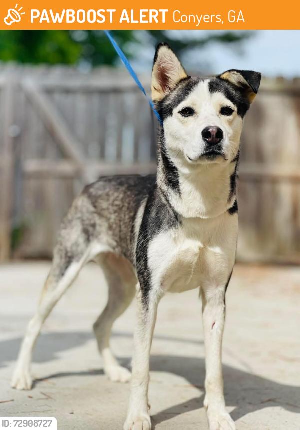 Found/Stray Unknown Dog last seen Located at Rockdale County Animal Service, 1506 Rockbridge Road, Conyers, GA 30012, Conyers, GA 30012
