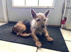 Reunited Female Dog last seen Near Cerezo , San Antonio, TX 78250