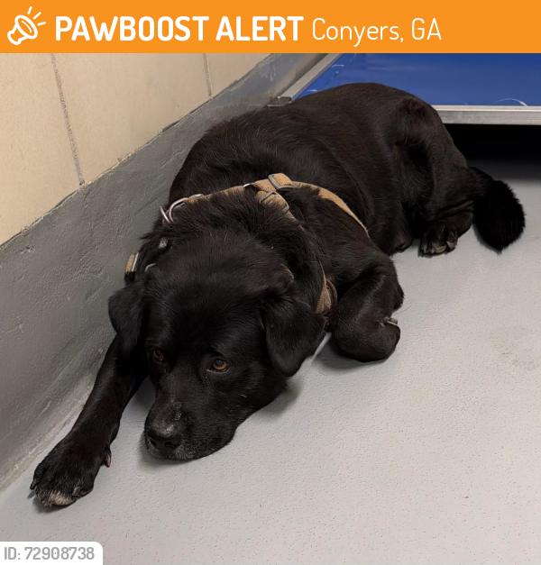 Found/Stray Unknown Dog last seen Located at Rockdale County Animal Service, 1506 Rockbridge Road, Conyers, GA 30012, Conyers, GA 30012