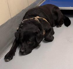 Found/Stray Unknown Dog last seen Located at Rockdale County Animal Service, 1506 Rockbridge Road, Conyers, GA 30012, Conyers, GA 30012