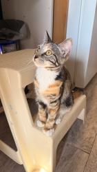 Reunited Female Cat last seen North 10th, Mount Vernon, NY 10550