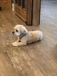 Lost Male Dog last seen Swedesford Rd, Malvern, PA 19355