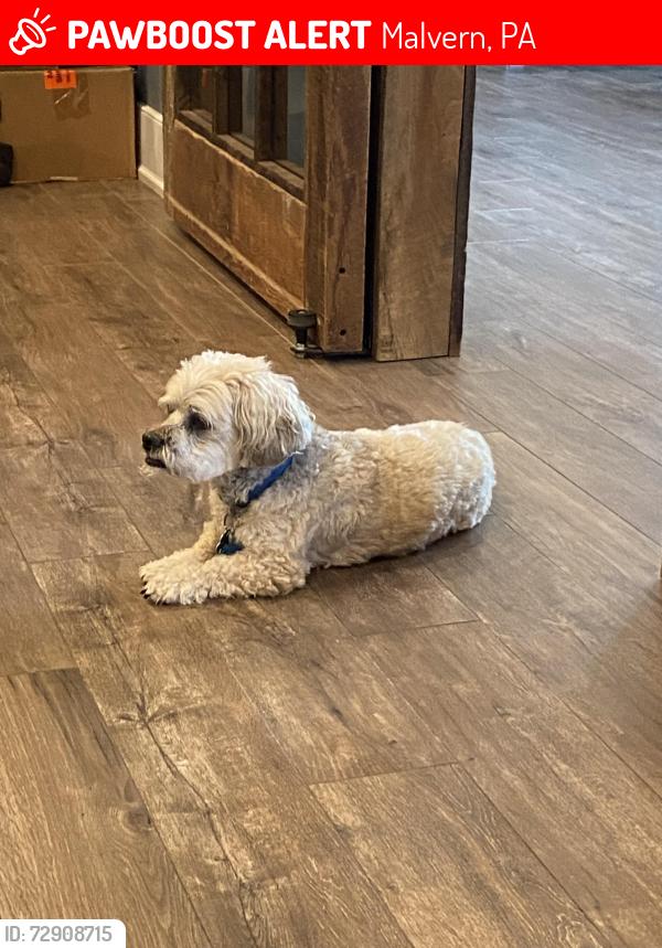 Lost Male Dog last seen Swedesford Rd, Malvern, PA 19355
