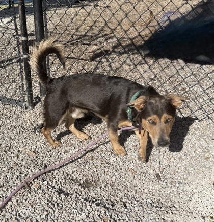 Shelter Stray Male Dog last seen Near Norfair Loop Lithonia, 30038, 30038, GA, Atlanta, GA 30341