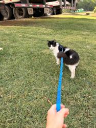 Reunited Male Cat last seen Nearby Address: 1607-1577 Hurricane Shoals Rd NE, Dacula, GA 30019, Dacula, GA 30019