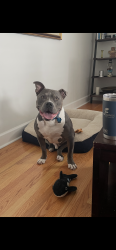 Lost Male Dog last seen Rudy lane near castleview rd headed away from hubbards, Louisville, KY 40207