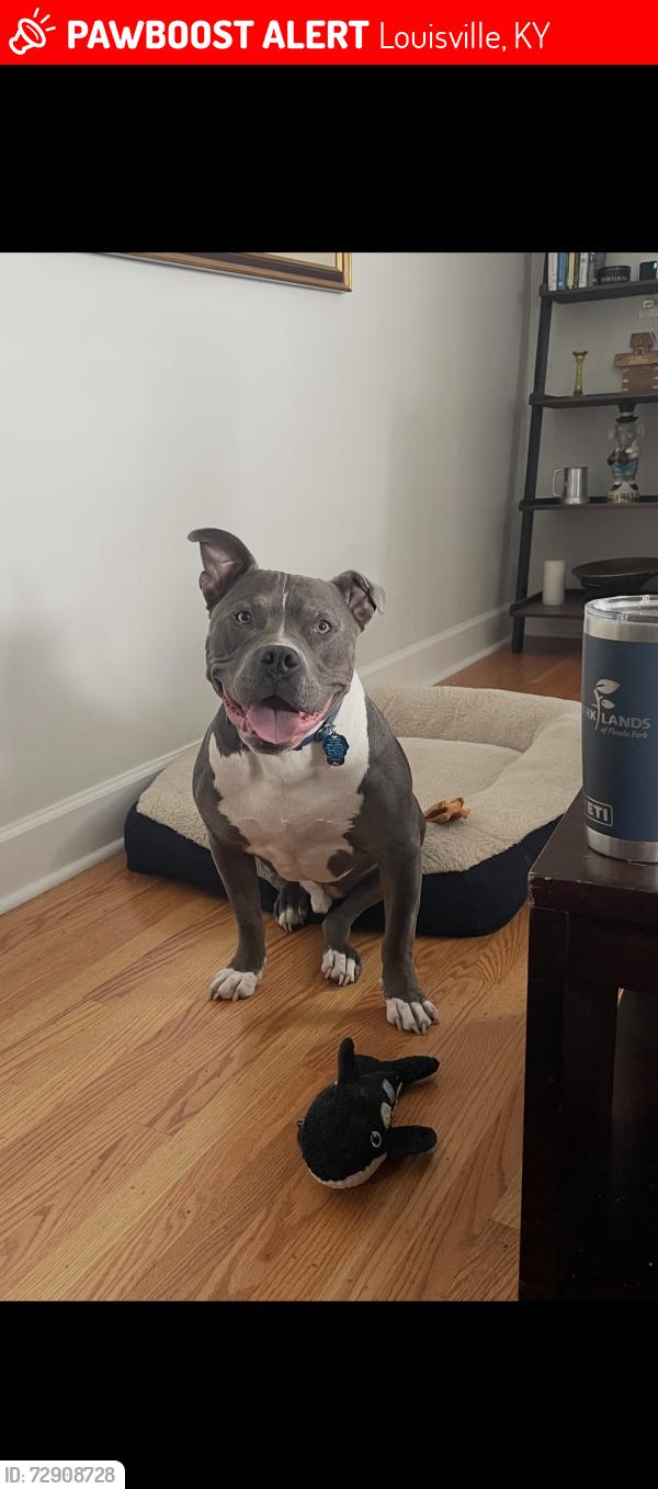 Lost Male Dog last seen Rudy lane near castleview rd headed away from hubbards, Louisville, KY 40207
