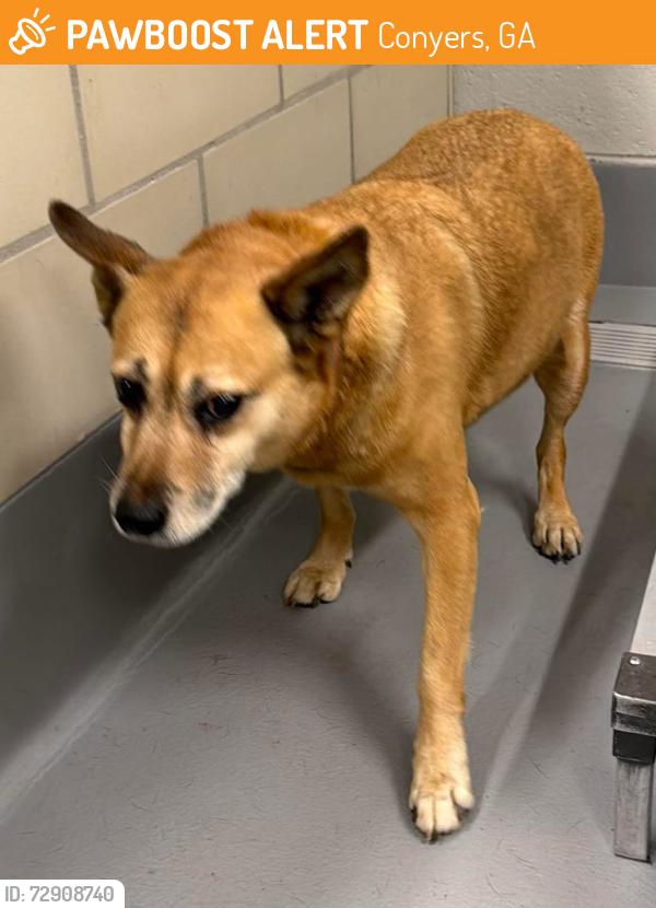 Found/Stray Unknown Dog last seen Located at Rockdale County Animal Service, 1506 Rockbridge Road, Conyers, GA 30012, Conyers, GA 30012