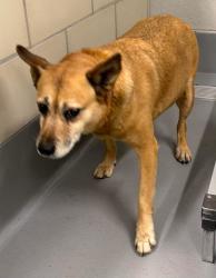 Found/Stray Unknown Dog last seen Located at Rockdale County Animal Service, 1506 Rockbridge Road, Conyers, GA 30012, Conyers, GA 30012