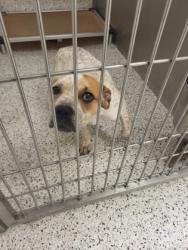 Shelter Stray Female Dog last seen Atlanta, GA 30311, Atlanta, GA 30336
