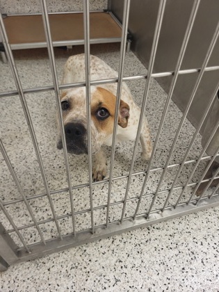 Shelter Stray Female Dog last seen Atlanta, GA 30311, Atlanta, GA 30336