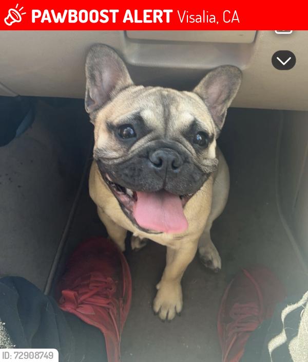 Lost Female Dog last seen Houston and Ben Maddox , Visalia, CA 93292