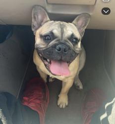 Lost Female Dog last seen Houston and Ben Maddox , Visalia, CA 93292