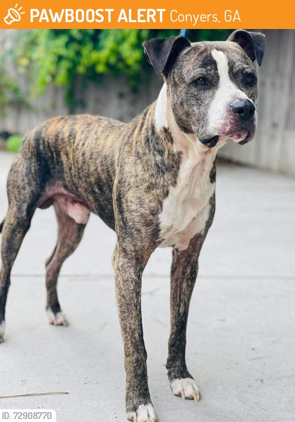 Found/Stray Unknown Dog last seen Located at Rockdale County Animal Service, 1506 Rockbridge Road, Conyers, GA 30012, Conyers, GA 30012