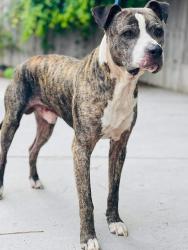 Found/Stray Unknown Dog last seen Located at Rockdale County Animal Service, 1506 Rockbridge Road, Conyers, GA 30012, Conyers, GA 30012