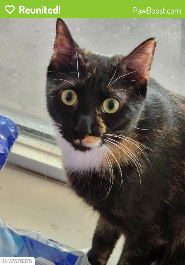 Reunited Male Cat last seen Delta Queen Dr & Greenhouse (Bear Creek Plantation), Katy, TX 77449