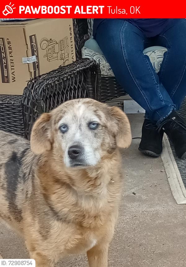 Lost Unknown Dog last seen 4910W12st Tulsa Oklahoma , Tulsa, OK 74103