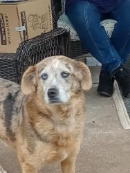 Lost Unknown Dog last seen 4910W12st Tulsa Oklahoma , Tulsa, OK 74103