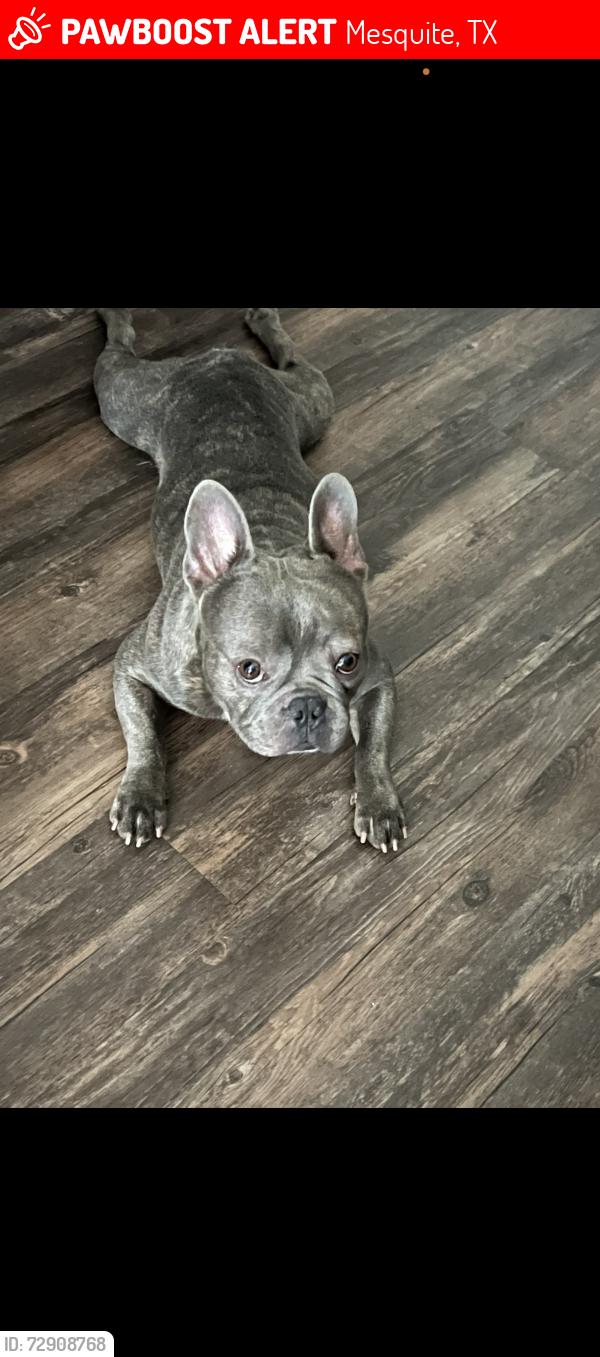 Lost Male Dog last seen Cartwright , Mesquite, TX 75149