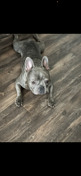 Lost Male Dog last seen Cartwright , Mesquite, TX 75149