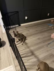 Lost Female Dog last seen Mallison way , McLeansville, NC 27301
