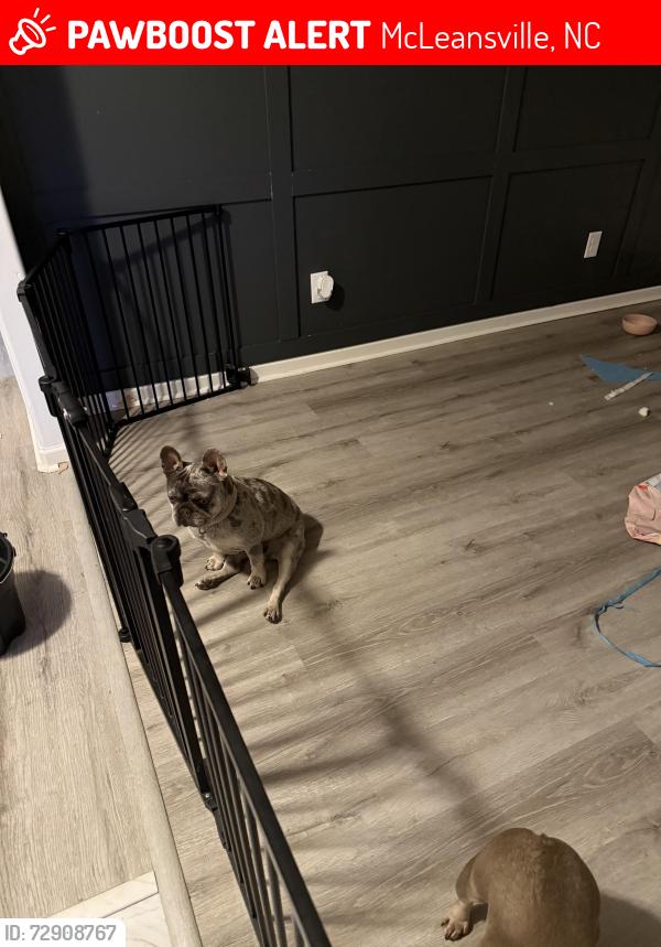 Lost Female Dog last seen Mallison way , McLeansville, NC 27301